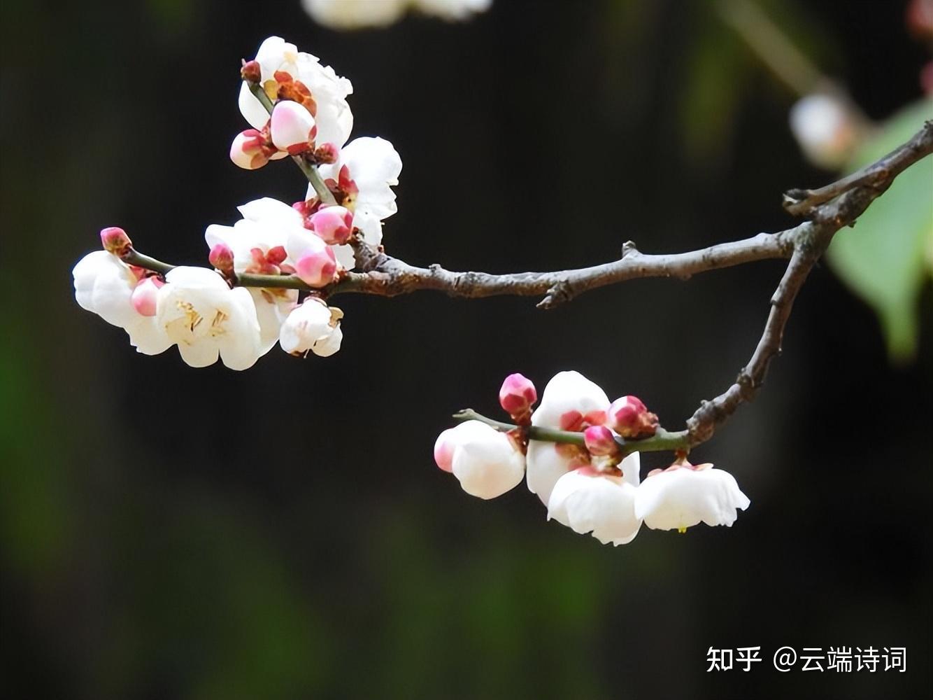 十首绝美的《一剪梅》,首首经典,李清照的最惊艳,唐寅的最深情 - 知乎