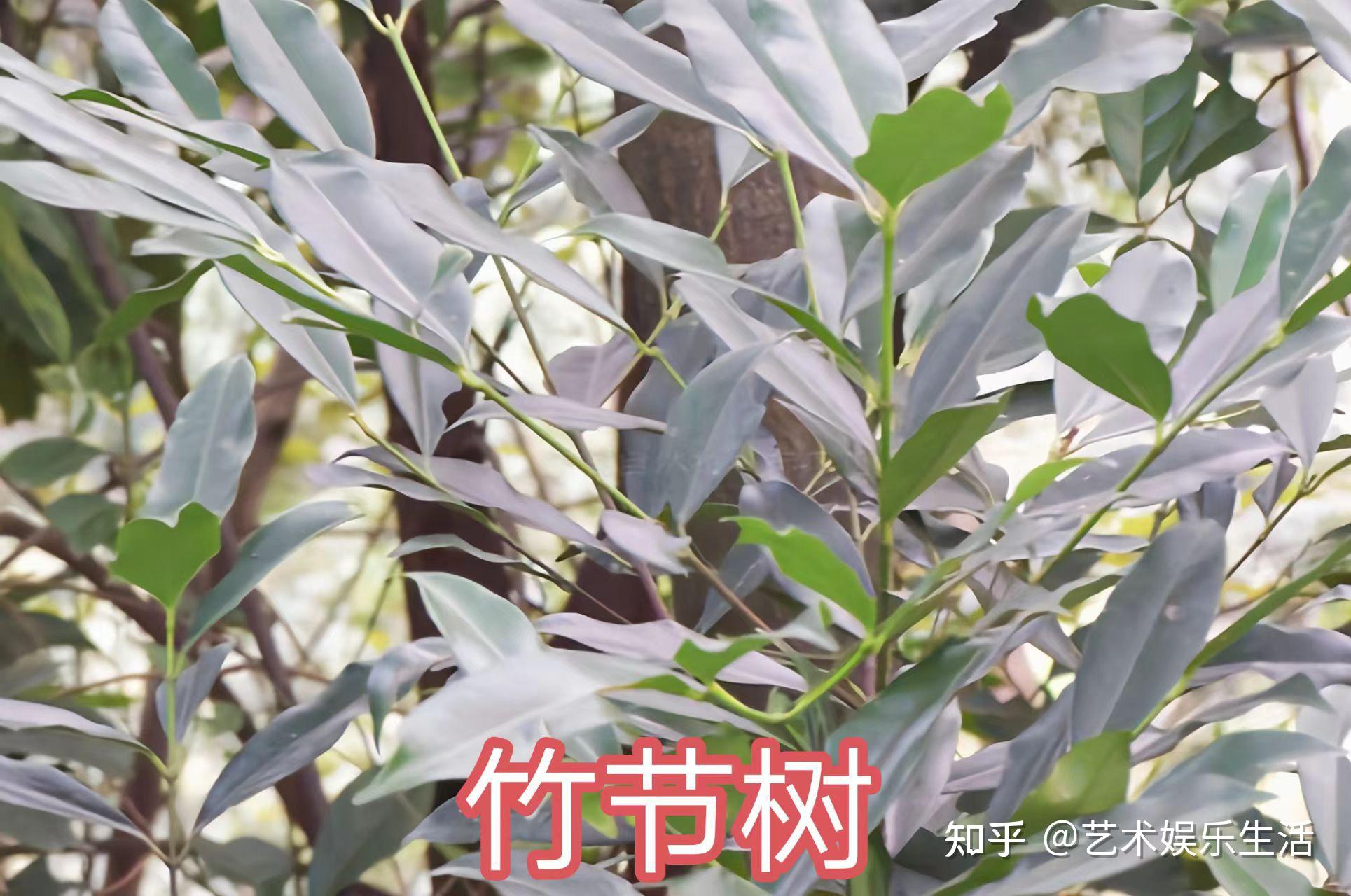 红树科植物有哪些 - 知乎