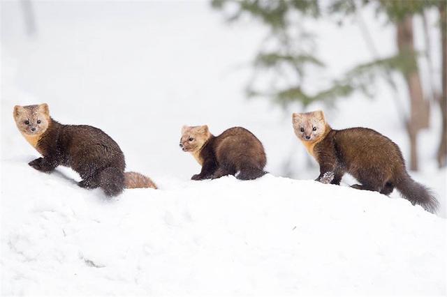 中朝边境现罕见紫貂妈妈带宝宝雪地里玩取名紫貂但毛色非紫色