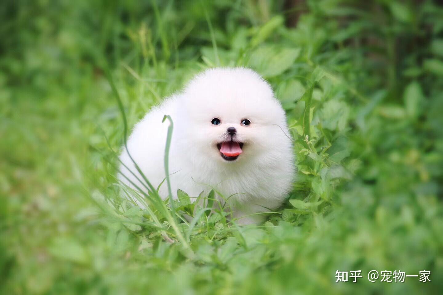 精力旺盛博美犬精力十分旺盛,若体力得不到合适的宣泄,拆家,搞破坏,一