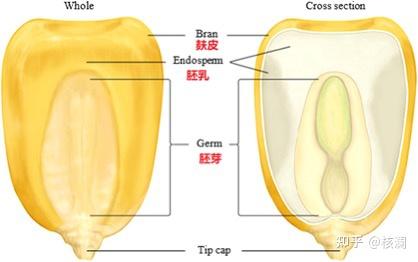 从大刍草到玉米——一场近千年的基因实验 - 知乎