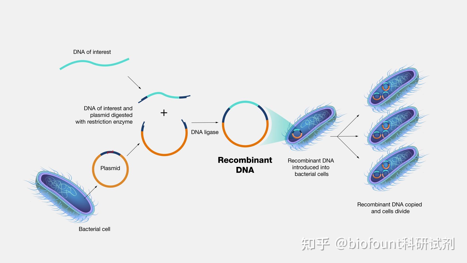 限制性内切酶如何用于制造重组DNA - 知乎