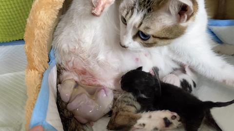 异瞳母猫艰难生猫仔,镜头记录全过程,画面暖心          赞同 1057