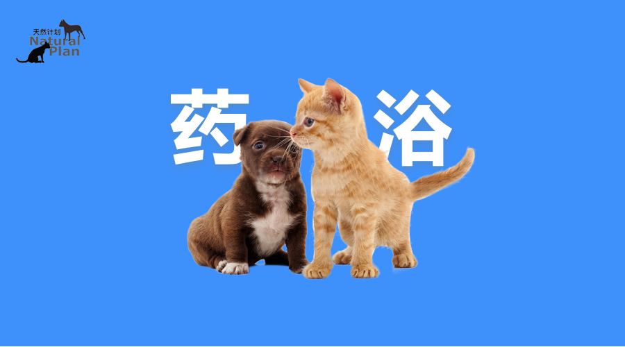 技巧宠物药浴的方法