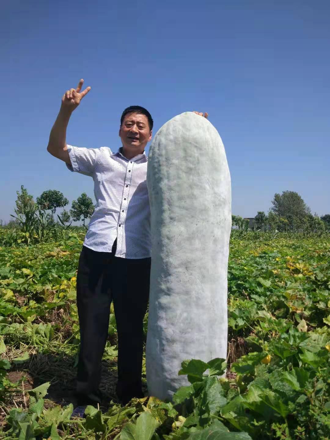 河南临颍再次发现16米长的超级冬瓜王