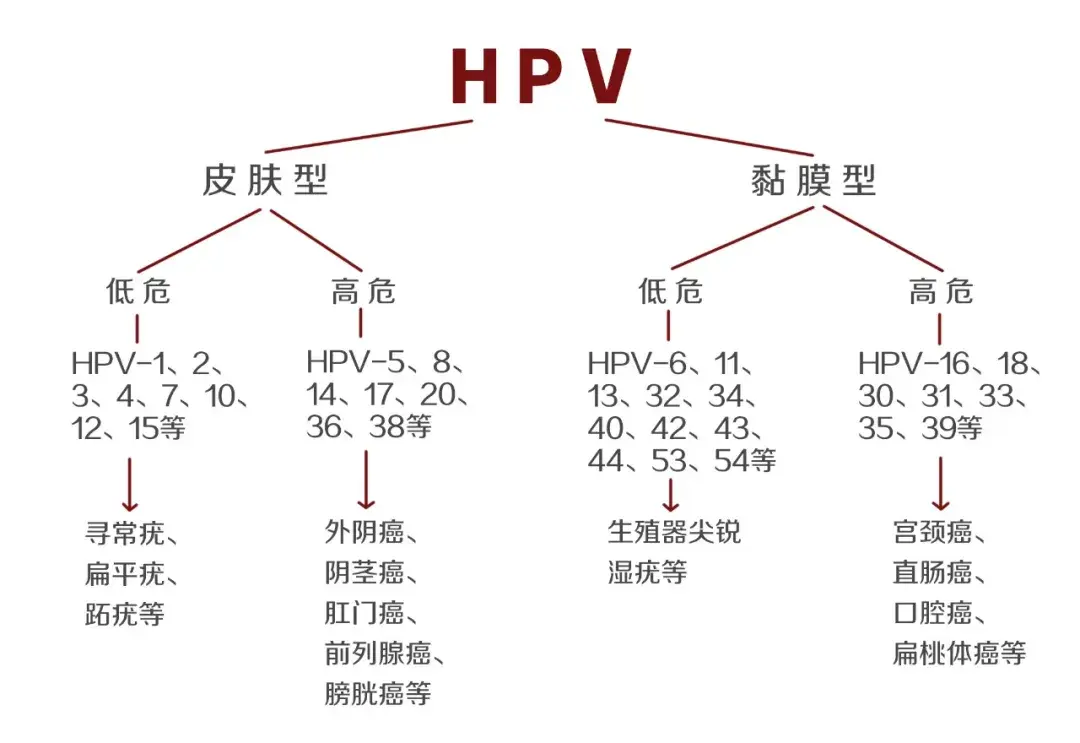 ▼ hpv型别与疾病的关系根据hpv的与宫颈癌和癌前病变的联系高低,可分