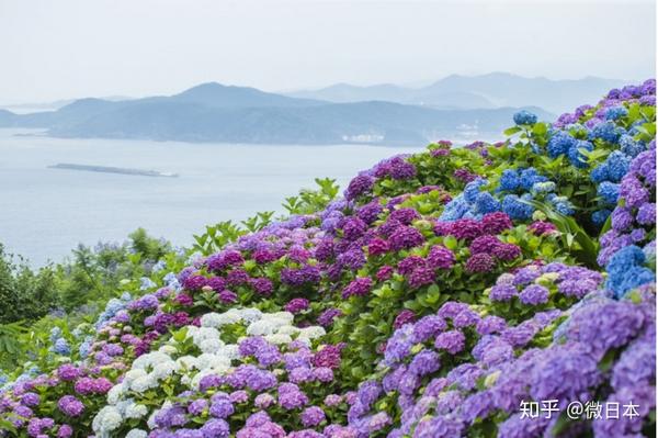 注意 紫色前线已蔓延日本列岛 知乎