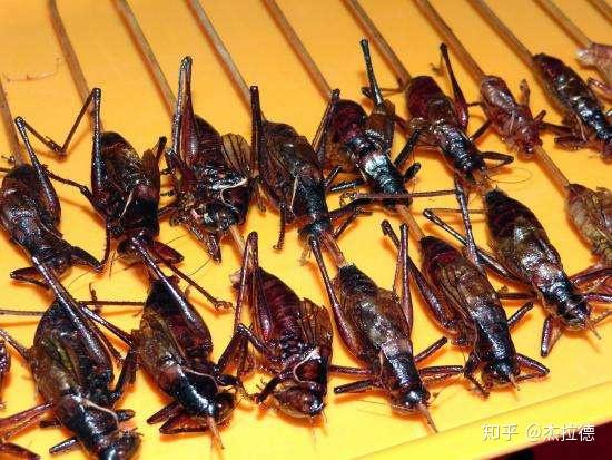 蟋蟀你吃过吗对健康有益处吗