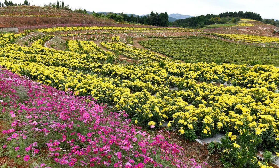 搞快金堂600亩花海就在这儿