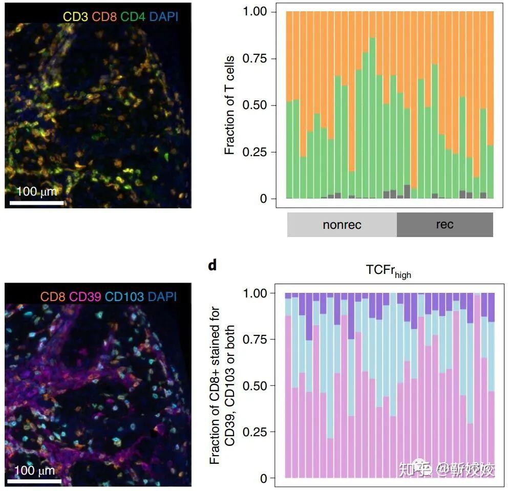 Dapi Cd8 Phenoptics多色定量病理微环境分析方案—2020年半年经典应用案例赏析 - 知乎