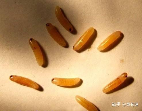 昆虫记笔记图解蝗虫的产卵