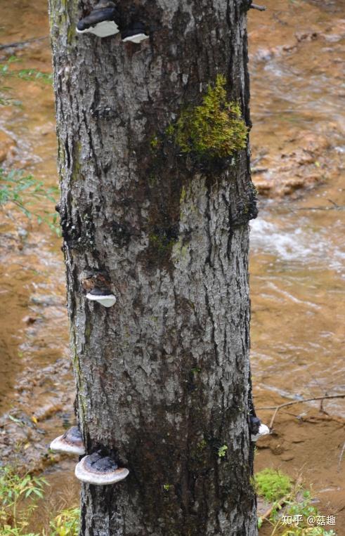 菇趣——红缘拟层孔菌