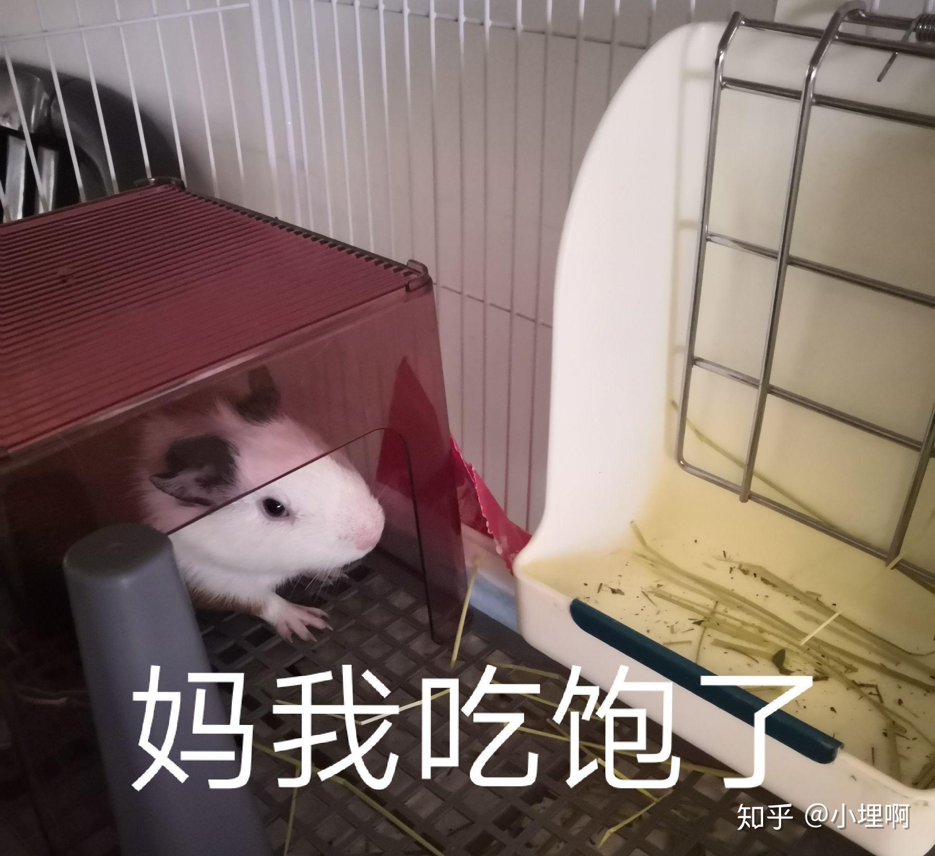 下午时路边的草可以给豚鼠吃吗?