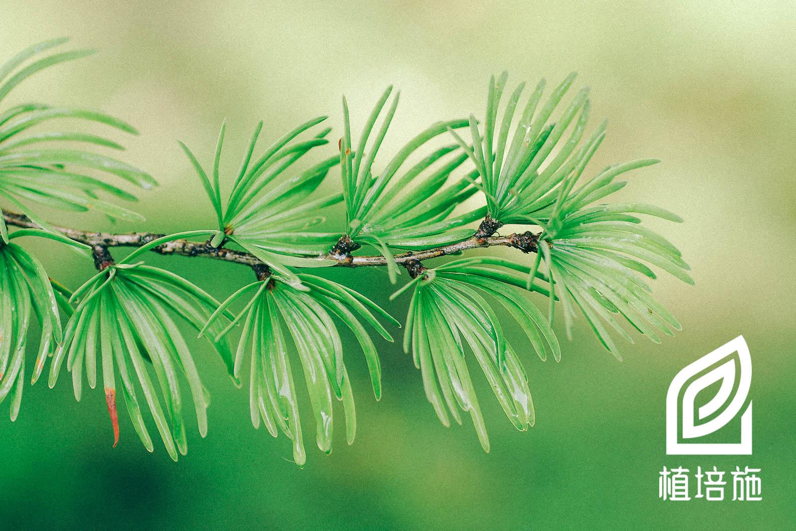 植培施 金钱松pseudolarix Amabils 针叶树类栽培手册 知乎