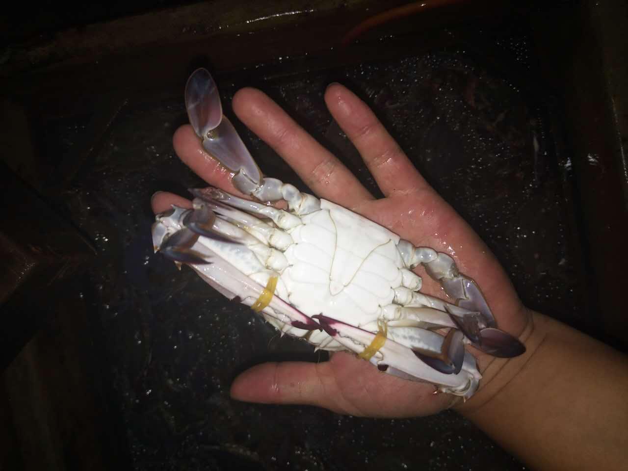 渤海湾海产品知识普及--螃蟹篇】 - 知乎