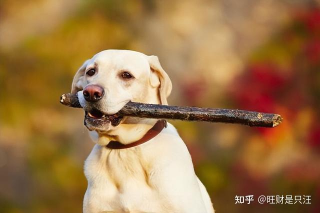 真相了!狗把食物从碗里叼出来的原因,现在才懂!