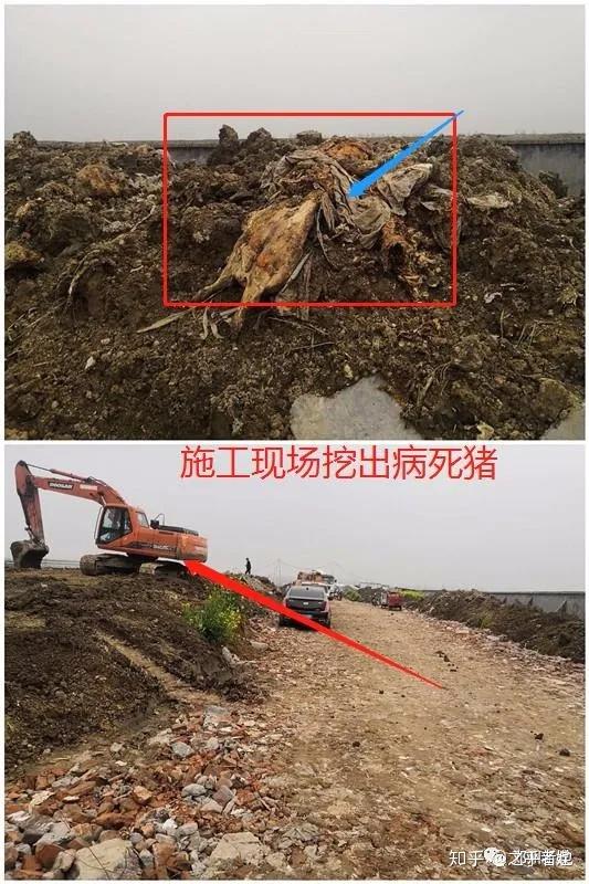 邓州牧原第五分场偷埋病死猪村民称给领导反映还不如放屁