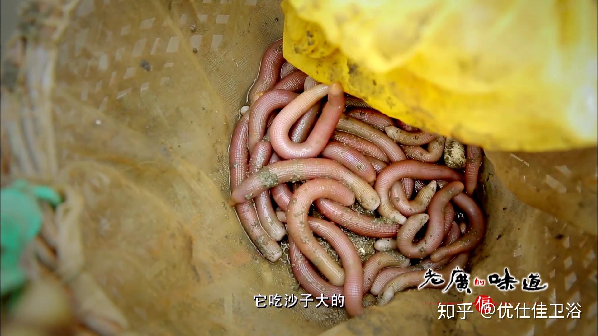 来自大海的海肠沙虫有多少人吃过呢猎奇的我们来看一下