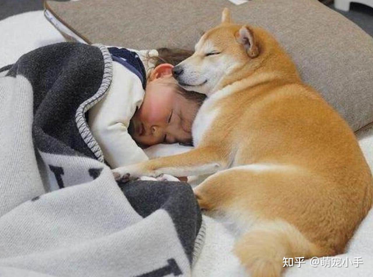 狗狗这些睡姿，是爱主人的体现|狗狗|睡姿|主人_新浪新闻