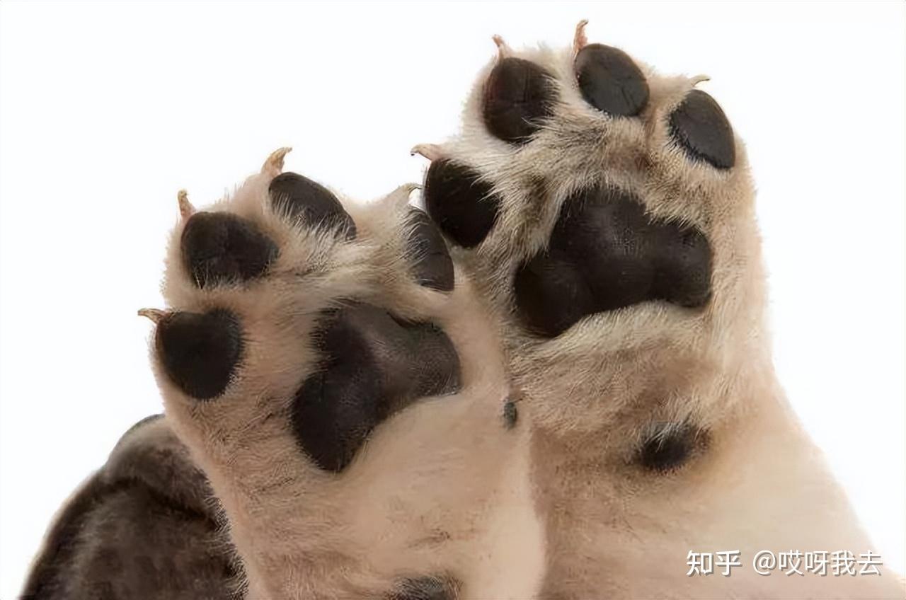 养狗人6个恶趣味没做过的算我输