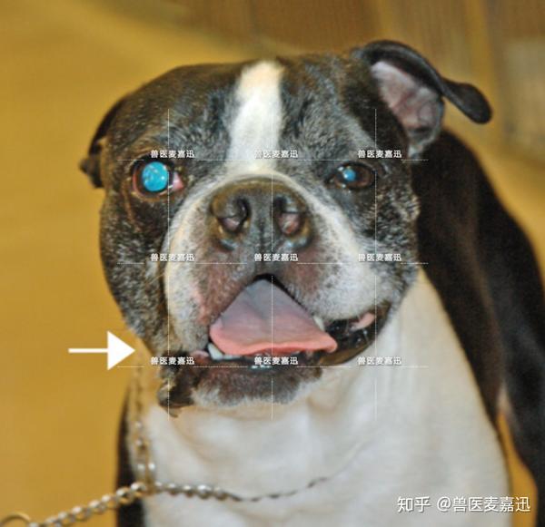 面部不对称,上唇下垂,睑裂扩大,唾液积累