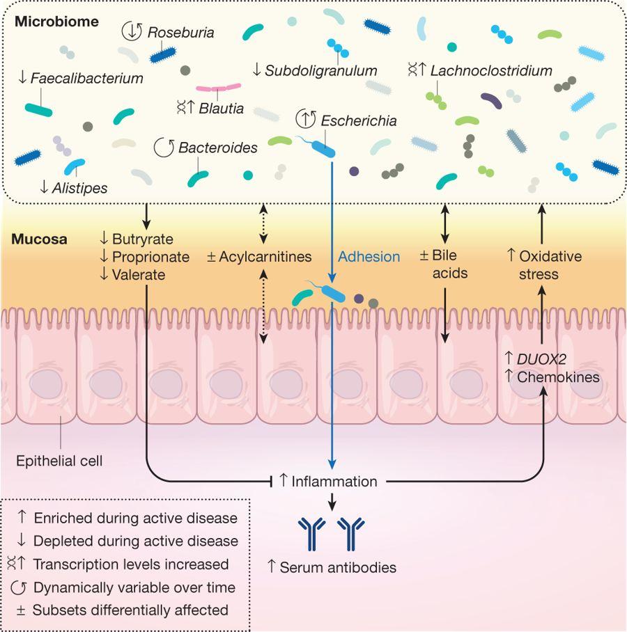 estradiol valerate图片