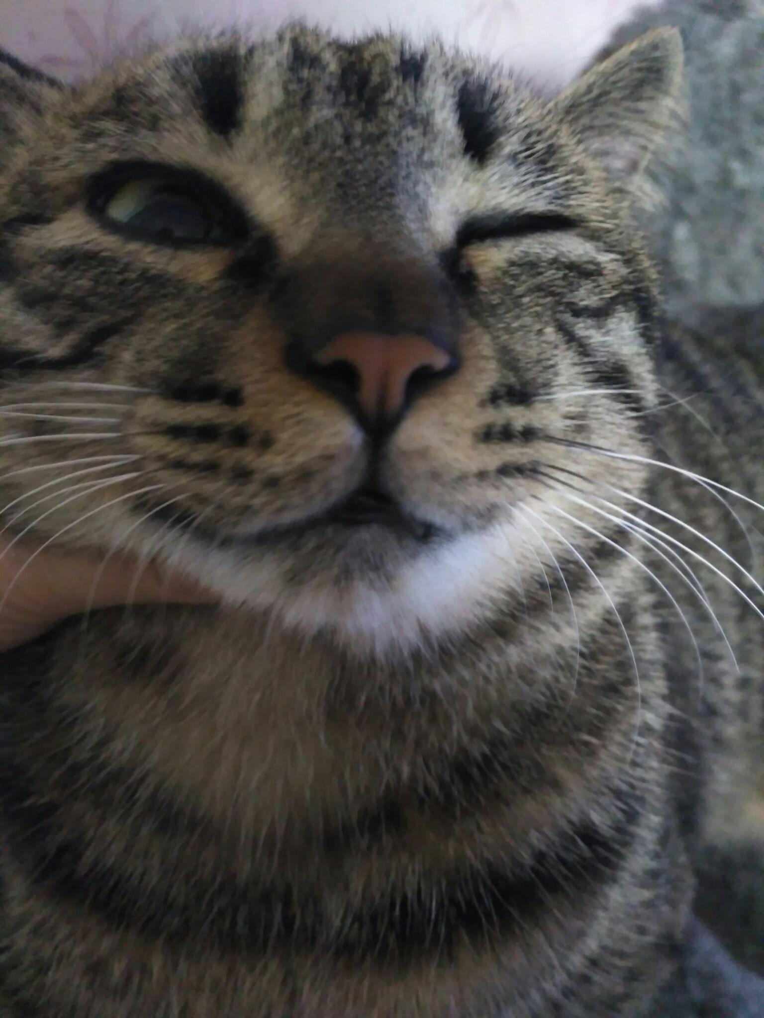 帮忙看一下猫咪是不是黑下巴如果是怎么治?