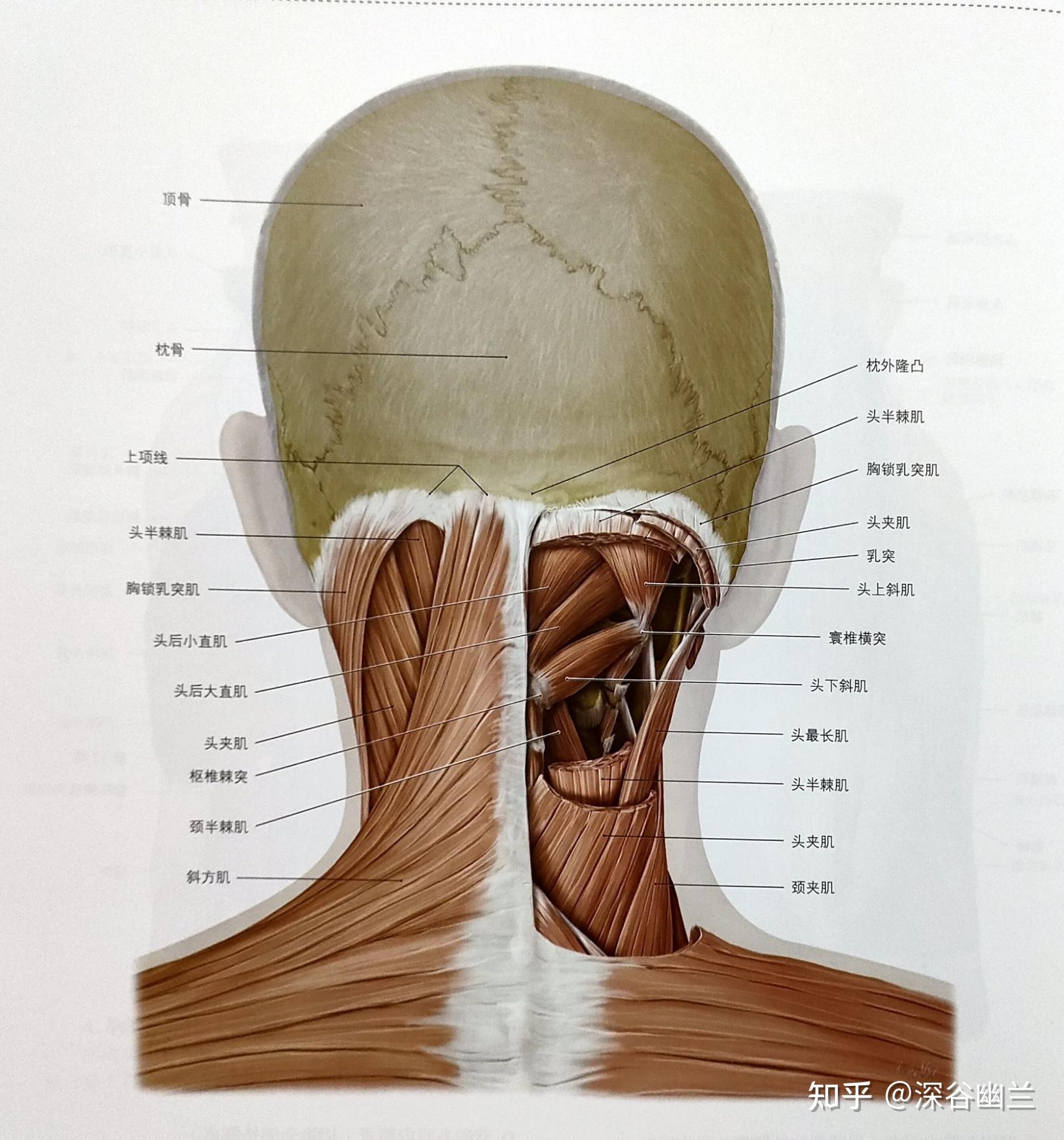 侧屈,后仰,旋转的时候,就可能会压迫到在枕骨和第一颈椎中间的椎动脉