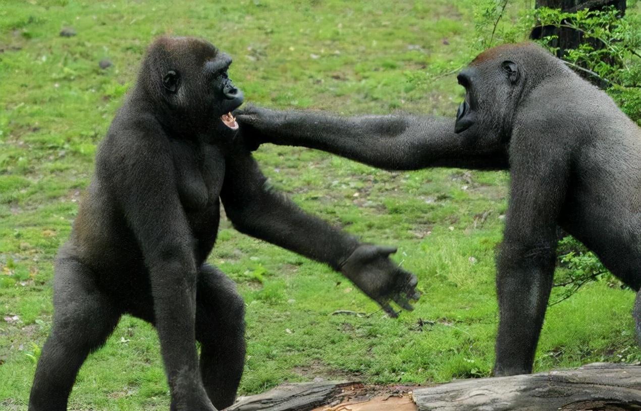 大猩猩打架图片
