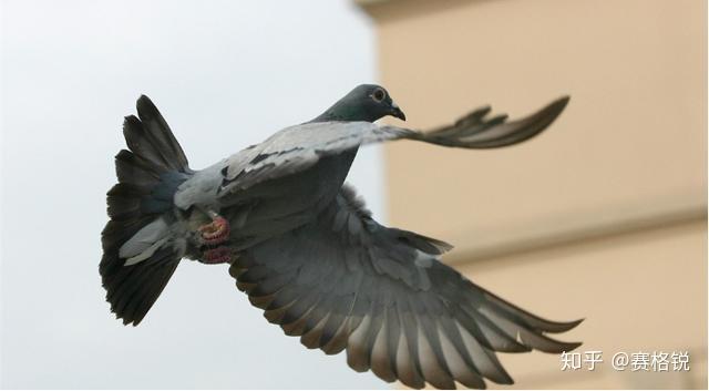 鸽子品种知多少?鸽事百科,分享小知识(上) - 知乎