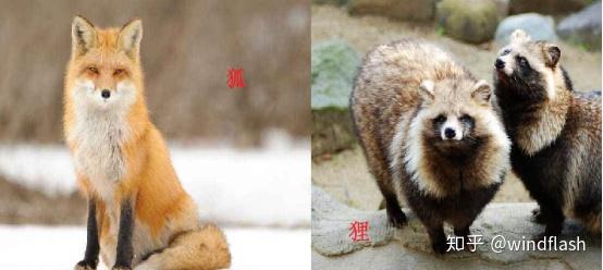 而在古代,狐和狸是两种不同的生物,其特征也有明显的区别