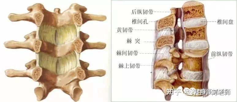 腰椎间盘突出症的相关解剖、诱因、症状、诊断及体格检查和治疗 知乎 