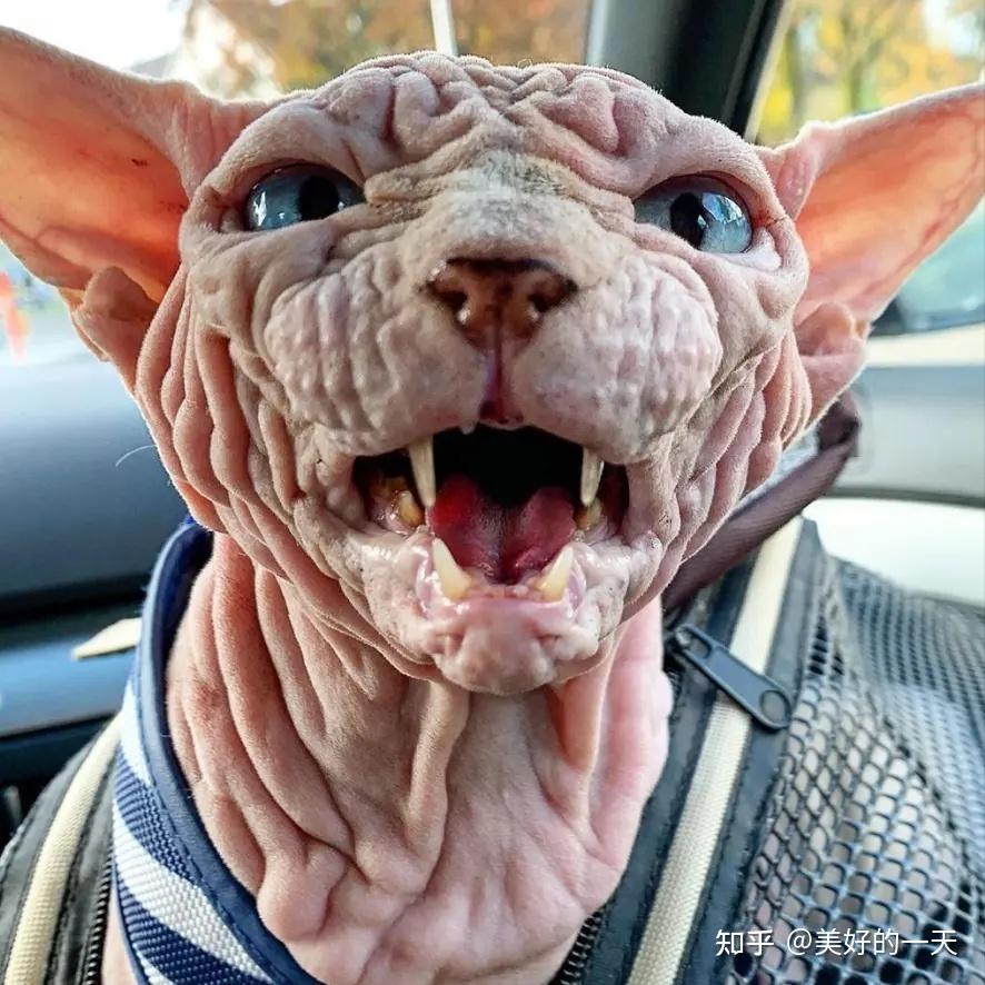 为什么很多人养无毛猫都后悔了网友这几点很遭人嫌