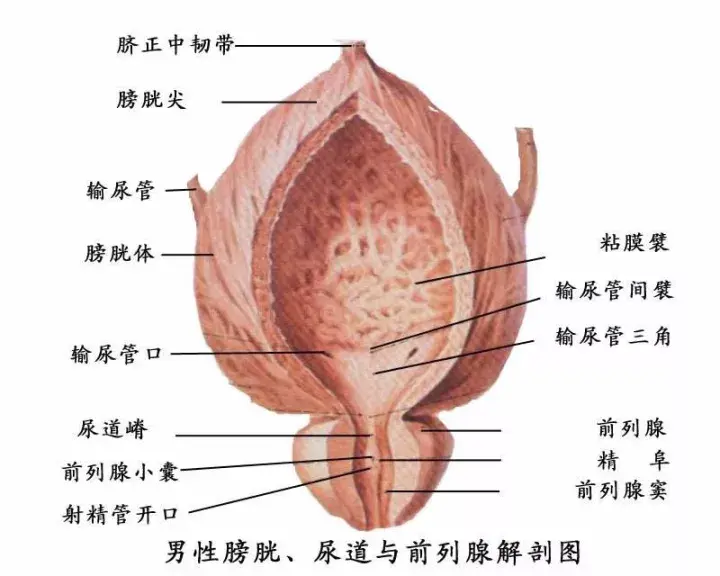 小便问题多困扰药物风险你要知