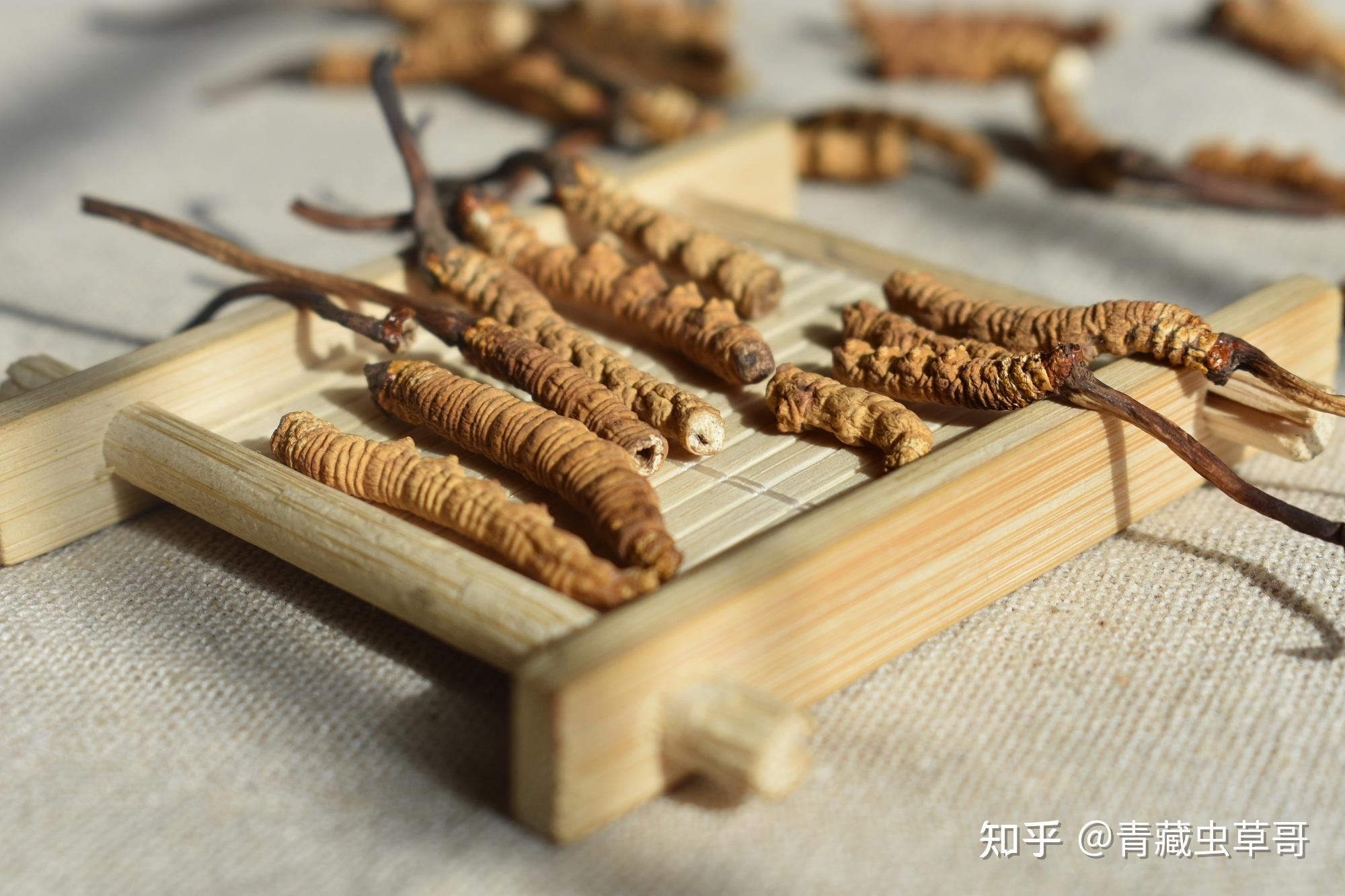 这些虫草专业术语你都知道是什么意思吗