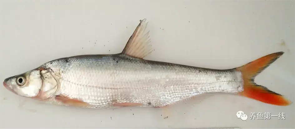 17-翘嘴鲌(culter alburnus)16-黄颡鱼(pelteobagrus fulvidraco)15