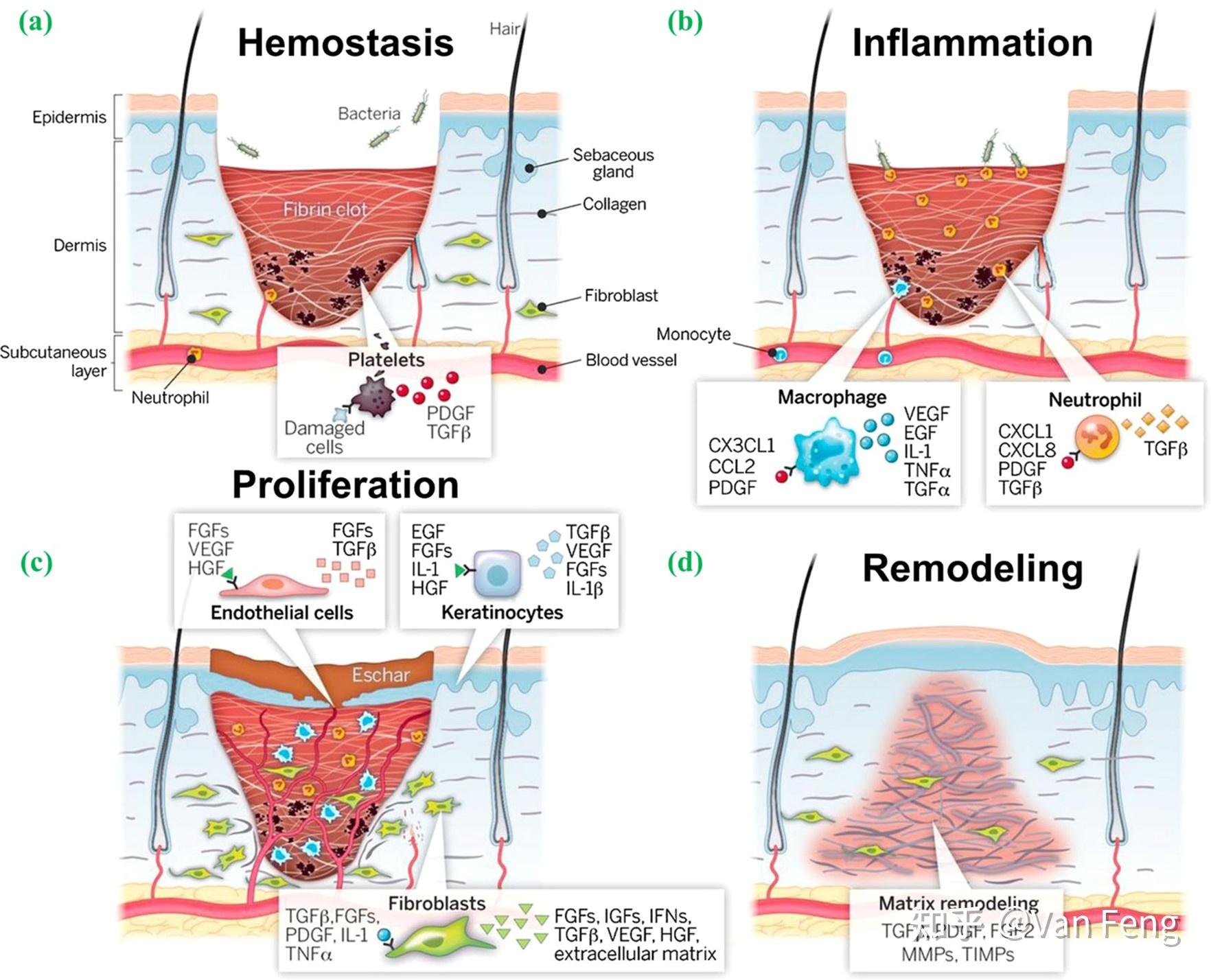 水凝胶应该具有哪些性质?文献精读——Functional Hydrogels as Wound Dressing to Enhance ...