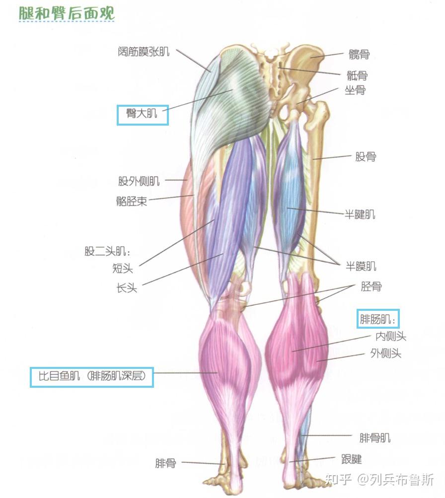大腿根部构造图图片