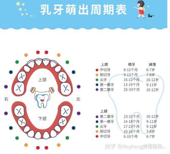 乳牙恆牙還在傻傻分不清楚