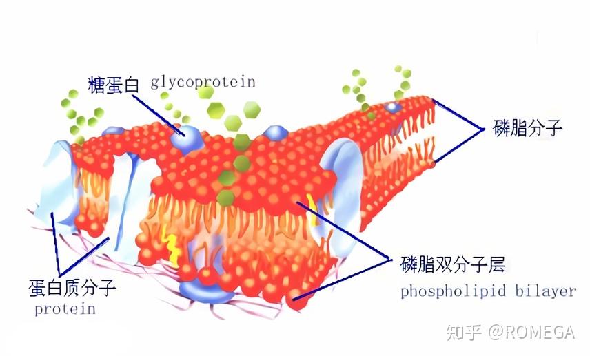 食物中的磷脂被機體消化吸收後釋放出膽鹼,隨血液循環系統運送至大腦