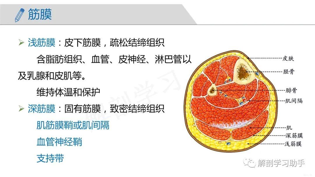 人体解剖学课件——骨骼肌-概述、头肌、颈肌、躯干肌 - 知乎