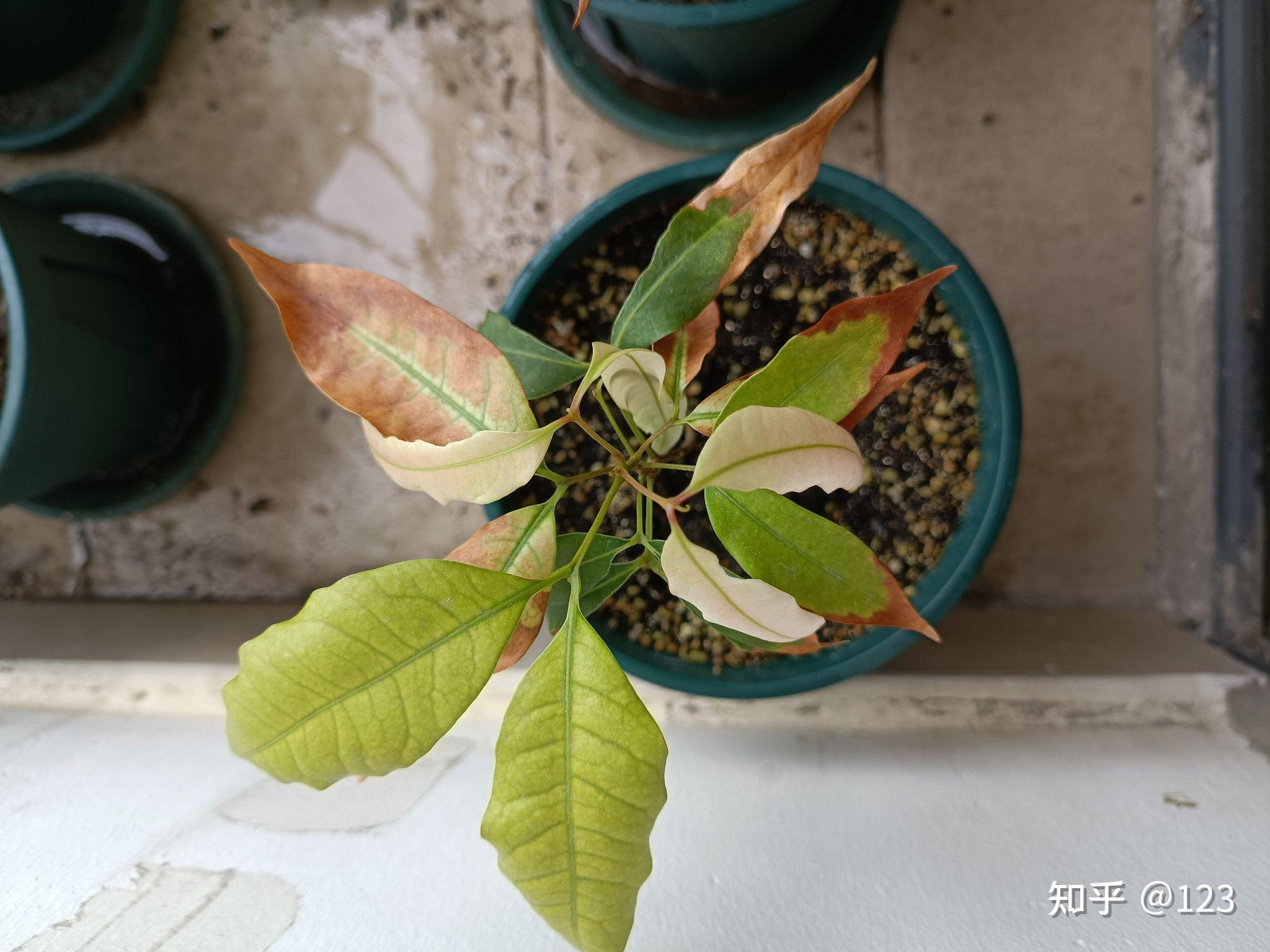 荔枝核种植 - 知乎