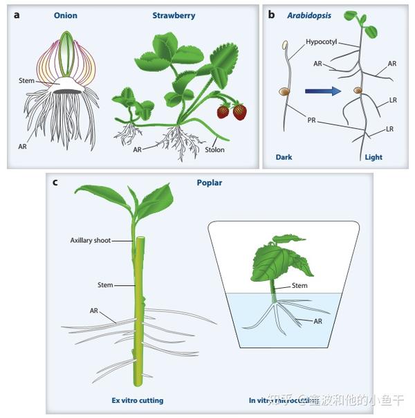 植物根系发育的分子调控 - 知乎