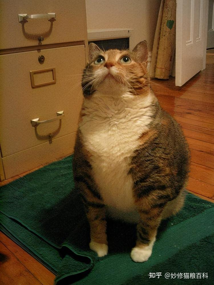 一只猫身上有这些特征说明它被养得很好