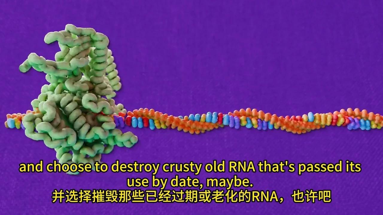 彻底解密DNA转录与mRNA剪接:动画揭秘生物学奥秘 - 知乎