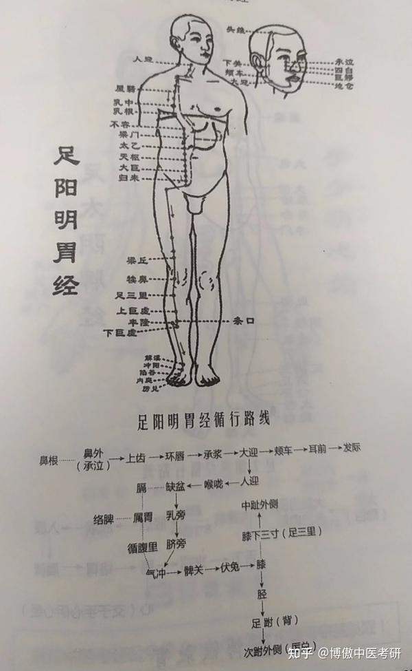 十二经脉循行路线图 - 知乎