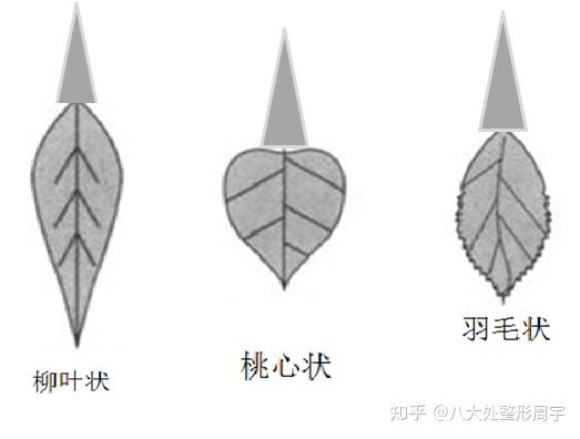 Vorlage: 关于小阴唇你知道多少呢? - 知乎 关于小阴唇你知道多少呢? - 知乎 Motiv