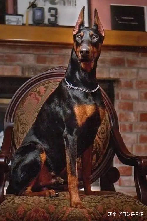 忽悠我养“杜宾犬”的朋友，我们绝交！ - 知乎