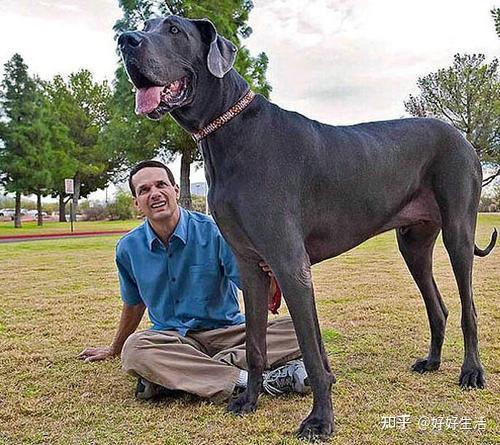 活的最长的狗图片
