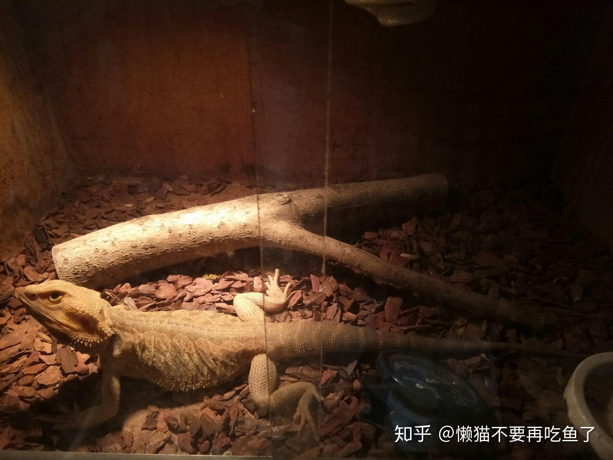 新手如何正确的饲养一只鬃狮蜥 - 知乎